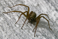 Aragog paid me a visit last night