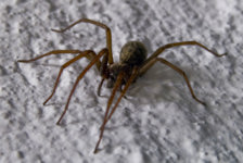 aragog-paid-me-a-visit-last-night-2.jpg
