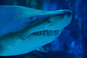 London Aquarium Thumbnail