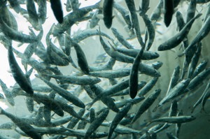 Seattle Aquarium Thumbnail