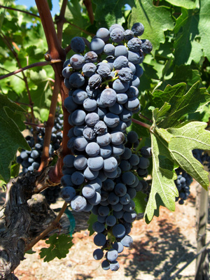 Napa Valley Thumbnail