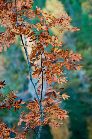 Autumn walkabout Thumbnail