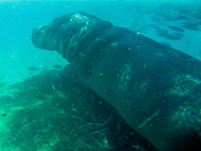 Photo 43