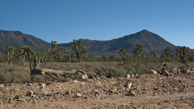 Photo 36