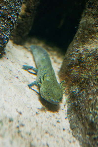Photo 45