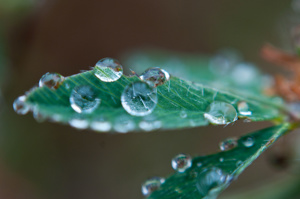 Macro droplets Thumbnail