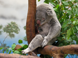 San Diego Zoo Thumbnail