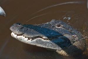 Florida '10: Everglades Thumbnail